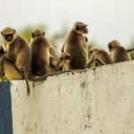 നടിയെ ആക്രമിച്ച കേസ്;മാെഴി മാറ്റിയവരെ നിരീക്ഷിക്കാൻ പൊലീസ്