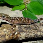 എല്ലാ സജ്ജീകരണങ്ങളും പൂർത്തിയായി,യൂണിഫോമിൽ കടുംപിടുത്തമില്ല. ഹാജറും നിർബന്ധമാക്കുമെന്ന് പറഞ്ഞിട്ടില്ലെന്ന് മന്ത്രി