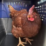 കാസർകോഡ് മയക്ക് മരുന്ന് വേട്ട; രണ്ടിടങ്ങളിൽ നിന്നായി 43 കിലോ കഞ്ചാവ് പിടികൂടി