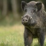 പ്രവാചക നിന്ദ;വിശ്വാസങ്ങളോടും മതങ്ങളോടും ബഹുമാനം വേണം’ അപലപിച്ച് സൗദിയും