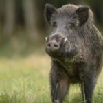 ഹോട്ടല്‍ കയറി മൂക്കുമുട്ടേ കഴിക്കും, അവസാനം ഭക്ഷ്യ വിഷബാധയേറ്റെന്ന് ആരോപിച്ച് പണം തട്ടുന്ന സംഘം പിടിയില്‍