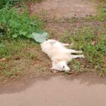 കോഴിക്കോട് വാഹന പരിശോധനയ്ക്കിടെ എസ്ഐക്ക് നേരെ ആക്രമണം;2 പേർ അറസ്റ്റിൽ