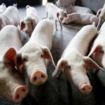 ബംഗാൾ മന്ത്രിസഭയിലെ രണ്ടാമനെ അറസ്റ്റ് ചെയ്ത് ഇഡി;നീക്കം സഹായി അർപ്പിതയിൽ നിന്ന് 20 കോടി പിടിച്ചതിന് പിന്നാലെ