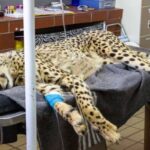 വളർത്തുനായയുടെ മരണം; സങ്കടപ്പെട്ട് അമ്മ എന്റെ മകൻ മരിച്ചെന്ന് പറഞ്ഞു കരഞ്ഞു, വേദനയോടെ നടൻ മുകേഷ്