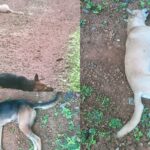 ഓണസദ്യ മാലിന്യകൂമ്പാരത്തിൽ വലിച്ചെറിഞ്ഞ ജീവനക്കാര്‍ക്കെതിരായ നടപടി പിന്‍വലിക്കും