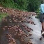 മരം മുറിച്ചപ്പോൾ പക്ഷികൾ ചത്ത സംഭവം;കേസെടുത്ത് വനംവകുപ്പ്; ഡ്രൈവർ കസ്റ്റഡിയില്‍,ക്രൂരമായ നടപടിയെന്ന് എ കെ ശശീന്ദ്രന്‍