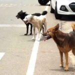 കുന്ദമംഗലം ആനപാറക്കൽ പോക്കർ  നിര്യാതനായി