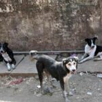 എൽദോസ് കുന്നപ്പിള്ളിക്ക് എതിരായ പരാതി;കാറിൽ വെച്ച് കൈയ്യേറ്റം ചെയ്തു,പീഡിപ്പിച്ചുവെന്നും യുവതി,ഇന്ന് കേസെടുക്കും,