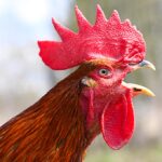 രാഹുൽ ഗാന്ധിയെ സദ്ദാം ഹുസൈനെ പോലെ തോന്നുന്നു എന്ന പരിഹാസവുമായി അസം മുഖ്യമന്ത്രി രംഗത്ത്