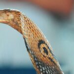 നിയമനത്തിന് പട്ടിക ചോദിച്ച് കോര്‍പ്പറേഷന്റെ കത്ത് മേയര്‍ക്കെതിരെ വിജിലന്‍സിന് പരാതി