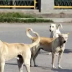 മാളികപ്പുറം പതിനെട്ടാം പടി കയറുമ്പോൾ കണ്ണ് നിറയും;പ്രശംസിച്ച് സന്ദീപ് വാര്യര്‍