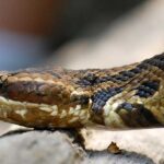 സ്വർണക്കപ്പ് കോഴിക്കോടെത്തി ; സംസ്ഥാന സ്കൂൾ കലോത്സവം കൊടിയേറാൻ ഇനി മണിക്കൂറുകൾ മാത്രം