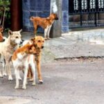 വരുമാന സർട്ടിഫിക്കറ്റിനായി 10,000 രൂപ കൈക്കൂലി വാങ്ങി; തഹസീൽദാർ വിജിലൻസ് പിടിയിൽ