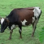 ചൈനീസ് ബന്ധം; 138 വാതുവെപ്പ് ആപ്പുകളും 94 ലോൺ ആപ്പുകളും ഇന്ത്യ നിരോധിച്ചു