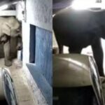 ‘എല്ലാ വമ്പൻ സ്രാവുകളുടെയും പങ്ക് പുറത്തെത്തിക്കും’; മുഖ്യമന്ത്രിക്കെതിരെ വീണ്ടും സ്വപ്ന സുരേഷ്