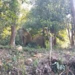 ഗവര്‍ണര്‍ക്ക് തിരിച്ചടി;സിസ തോമസിന്റെ നിയമനം താത്കാലികം;കെടിയു വിസിയെ നിർദ്ദേശിക്കാനുള്ള അവകാശം സർക്കാരിനെന്ന് കോടതി