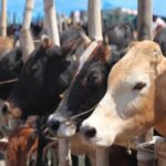 ‘കരള്‍ മാറ്റിവെക്കല്‍ നടപടികളില്‍ കാലതാമസമുണ്ടായിട്ടില്ല’; സുബി സുരേഷിന്റെ മരണത്തില്‍ ആശുപത്രിക്ക് വീഴ്ചയില്ലെന്ന് മെഡിക്കല്‍ സൂപ്രണ്ട്