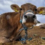 ബജറ്റ് മാറിപ്പോയ വിഷയത്തിൽ ഖേദം പ്രകടിപ്പിച്ച് അശോക് ഗെഹ്‌ലോട്ട്; രാജിവെക്കണമെന്ന് ബിജെപി