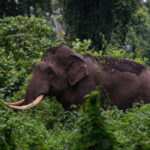 ഇന്ത്യൻ ടീമിന്റെ പരിശീലകനാകാൻ കോഹ്ലി ആവശ്യപ്പെട്ടു; വെളിപ്പെടുത്തലുമായി സെവാഗ്