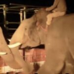 അട്ടപ്പാടി മധു വധക്കേസ്: വിധി പ്രഖ്യാപനം ഏപ്രിൽ നാലിന്