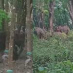 യമൻ പൗരനെ കൊലപ്പെടുത്തിയ കേസ്; പണം സ്വരൂപിച്ചവർക്ക് നന്ദി പറഞ്ഞുകൊണ്ട് നിമിഷപ്രിയയുടെ ശബ്ദ സന്ദേശം പുറത്ത്