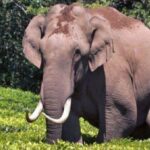 ഓട്ടിസം മാസാചരണം; ഓട്ടിസം ബോധവത്ക്കരണ റാലിയും ഓട്ടിസം ബാധിച്ച കുട്ടികൾക്കായുള്ള ഫുട്ബോൾ മാച്ചും സംഘടിപ്പിച്ചു