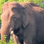 പ്ലാസ്റ്റിക് സർജറി, പിന്നാലെ ഹൃദയാഘാതം; മോഡൽ ക്രിസ്റ്റീന അന്തരിച്ചു…