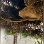 ബാലുശേരിയില്‍ കാര്‍ മതിലില്‍ ഇടിച്ച് മുത്തച്ഛനും പേരക്കുട്ടിയും മരിച്ചു, അഞ്ചു പേർക്ക് പരുക്ക്