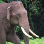 കണ്ണൂരില്‍ ഒരു വീട്ടില്‍ 5 പേര്‍ മരിച്ച നിലയില്‍: മൂന്ന് കുട്ടികളെ സ്റ്റെയര്‍കേസില്‍ കെട്ടിത്തൂക്കി