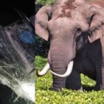 മൂത്ത മകനെ ജീവനോടെയും ഇളയ മക്കളെ കൊന്നശേഷവും കെട്ടിത്തൂക്കി; കണ്ണൂര്‍ കൂട്ടമരണത്തിലെ പോസ്റ്റ്‌മോര്‍ട്ടം റിപ്പോര്‍ട്ട് പുറത്ത്