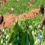 സംസ്ഥാനത്ത് അഞ്ച് ദിവസം ഒറ്റപ്പെട്ട ശക്തമായ മഴ; വിവിധ ജില്ലകളില്‍ യെല്ലോ അലര്‍ട്ട്