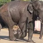 ഗുസ്തി താരങ്ങളുടെ പ്രക്ഷോഭം ശക്തി പ്രാപിക്കുന്നു; സമരത്തിൽ ഇടപ്പെട്ട് അന്താരാഷ്ട്ര റെസ്ലിങ് ഫെഡറേഷനും ഒളിമ്പിക് കമ്മിറ്റിയും