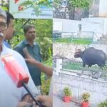 പന്തീർപാടം കാരക്കുന്നുമ്മൽ ഫാത്തിമ നിര്യാതയായി