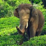 ശാരീരിക ബുദ്ധിമുട്ട് ; നടി നവ്യ നായരെ ആശുപത്രിയിൽ പ്രവേശിപ്പിച്ചു