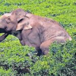 ഇത്തരം സംഭവങ്ങള്‍ക്ക് കൂട്ട് നില്‍ക്കാന്‍ സാധിക്കില്ല, ഷെയ്ൻ ചെയ്തത് മോശം തന്നെ: ധ്യാൻ