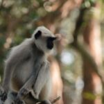 പോലീസിൻ്റെ പേരിൽ ‘പൂമ്പാറ്റ’യുടെ സാമ്പത്തിക തട്ടിപ്പ്; തൃശൂരിൽ കാപ്പ നിയമപ്രകാരം പ്രതി അറസ്റ്റിൽ