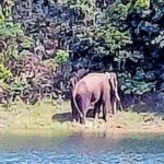 വിമാനം തകർന്ന് ആമസോൺ വനത്തിൽ കാണാതായ 4 കുട്ടികളെയും 40 ദിവസങ്ങൾക്കുശേഷം കണ്ടെത്തി