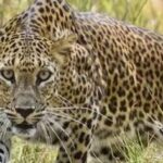 കാറില്‍ കടത്തിയ രണ്ട് മാന്‍കൊമ്പുകളുമായി നിലമ്പൂര്‍ കൂറ്റമ്പാറ സ്വദേശികള്‍ വണ്ടൂര്‍ പോലീസിന്‍റെ പിടിയില്‍