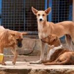 അക്ഷയ കേന്ദ്രങ്ങളിൽ പെൻഷൻ മസ്റ്ററിങ് പുനരാരംഭിച്ചു; അവസാന തിയ്യതി ജൂൺ 30