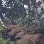 കഴിഞ്ഞ ദിവസം കോഴിക്കോട് നടന്നത് സ്വാഭാവിക ഔദ്യോഗിക നടപടികൾ; വയനാട് ഉപതെരഞ്ഞെടുപ്പിൽ തീരുമാനമായിട്ടില്ല; സംസ്ഥാന മുഖ്യതെരഞ്ഞെടുപ്പ് ഓഫീസർ