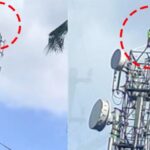 ചോക്ലേറ്റ് ബോയ് ആൻഡ് ചോക്ലേറ്റ് ഗേൾ, ലാവൻഡർ തോട്ടത്തിലെത്തിയ ചങ്ങാതിക്കൂട്ടം