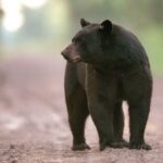 കേസുകള്‍ പിന്‍വലിക്കണം; ഗോവിന്ദന്‍ സ്പീക്കറെ തിരുത്തണമെന്ന് കെ സുധാകരന്‍