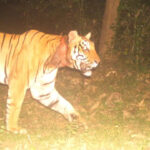 ഹൈദരാബാദിൽ മത്സരിക്കാൻ ധൈര്യമുണ്ടോ? രാഹുൽ ഗാന്ധിയെ വെല്ലുവിളിച്ച് ഓവൈസി