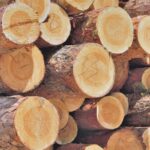 പാഠ്യപുസ്തകങ്ങളെ കാവിവത്കരിക്കാനാണ് കേന്ദ്രത്തിന്റെ ശ്രമം; രാഷ്ട്രീയ താത്പര്യം മുൻനിർത്തിയുള്ള നീക്കം ഉൾക്കൊള്ളാൻ കഴിയില്ല ; വി ശിവൻകുട്ടി