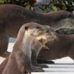 നടുവണ്ണൂർ വോളിബോൾ അക്കാദമി നാടിന് സമർപ്പിച്ചു