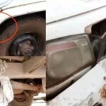 നാല് വയസ്സുകാരിയ്ക്ക് നേരെ അതിക്രമം ; രണ്ട്  അസം സ്വദേശികൾ കസ്റ്റഡിയിൽ