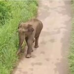 ഇന്ത്യ- പാക് മത്സരം; ശ്രദ്ധേയമായ പരിപാടികളൊരുക്കി ബി സി സി ഐ