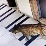 പ്രതിപക്ഷ നേതാക്കളുടെ ആപ്പിൾ ഉപകരണങ്ങൾ ഹാക്ക് ചെയ്യാൻ ശ്രമം; പിന്നിൽ കേന്ദ്രമെന്ന് ആരോപണം