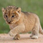 ഇന്ത്യയെ തോൽപ്പിച്ചാൽ ഒരു അടിപൊളി ഡിന്നർ ഡേറ്റ് ; ബംഗ്ലാദേശ് താരങ്ങള്‍ക്ക് വമ്പന്‍ ഓഫറുമായി പാക് നടി സെഹാര്‍ ഷിന്‍വാരി