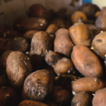 പീഡന കേസില്‍ നിയമസഹായം തേടിയെത്തിയ യുവതിയെ ബലാത്സംഗം ചെയ്തു; സീനിയര്‍ ഗവണ്‍മെന്റ് പ്ലീഡറെ പുറത്താക്കി